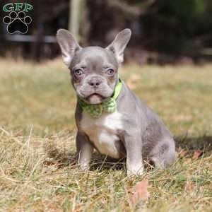 Frosty, French Bulldog Puppy